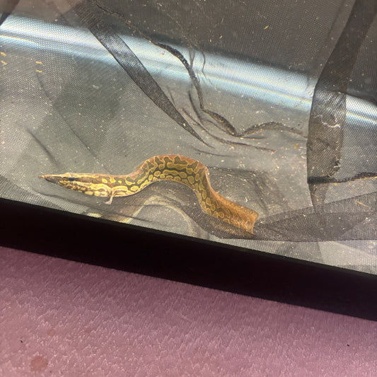 Tire Track Eel