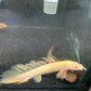 Albino Super Longfin Bichir
