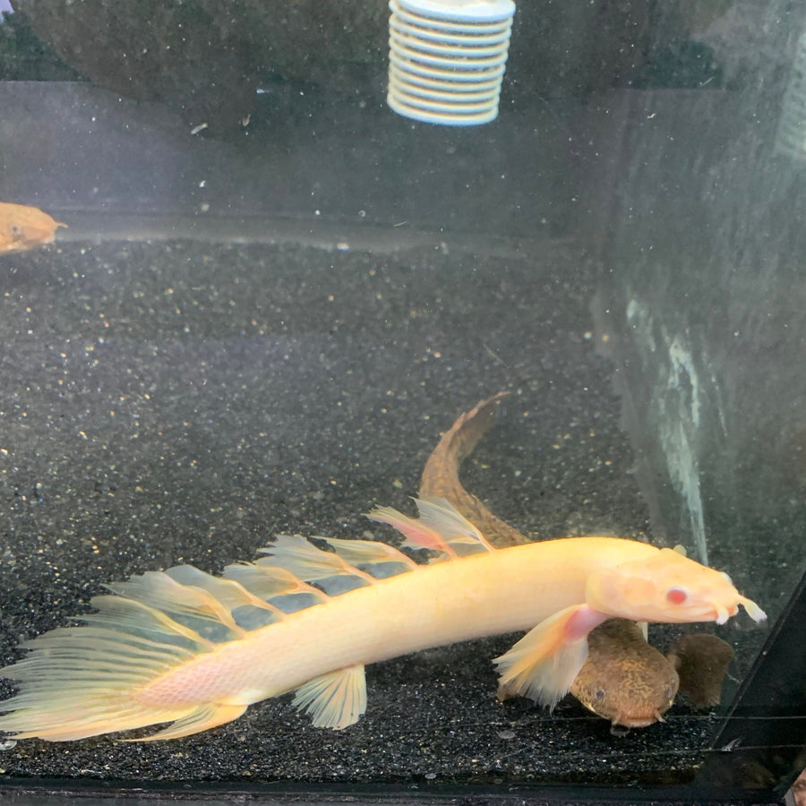 Albino Super Longfin Senegalus Bichir