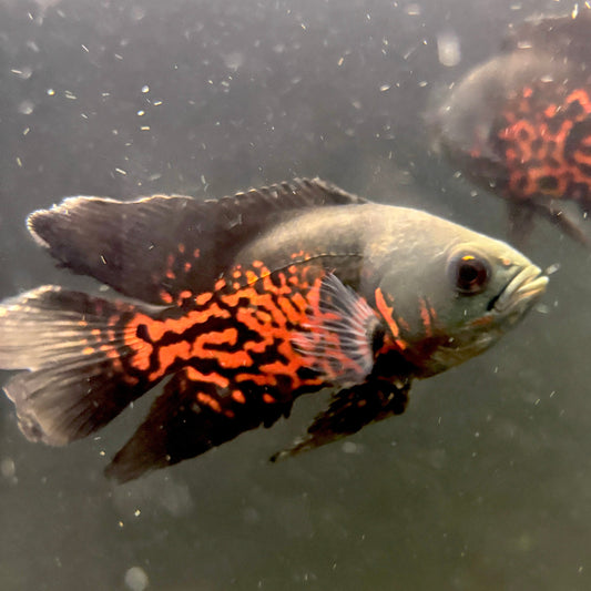 Orange Nemo Longfin Oscar