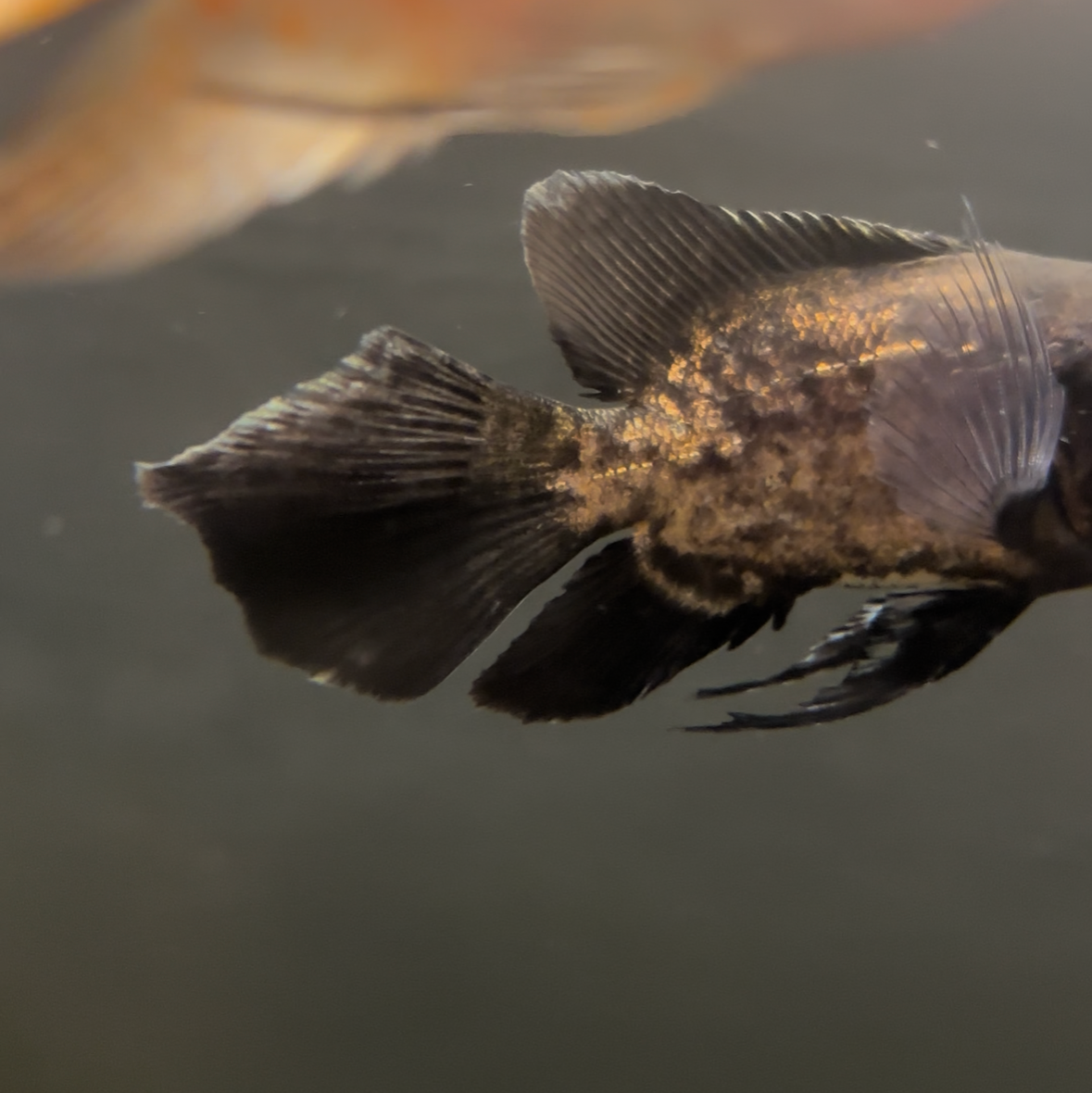 Longfin Designer Copper Oscar