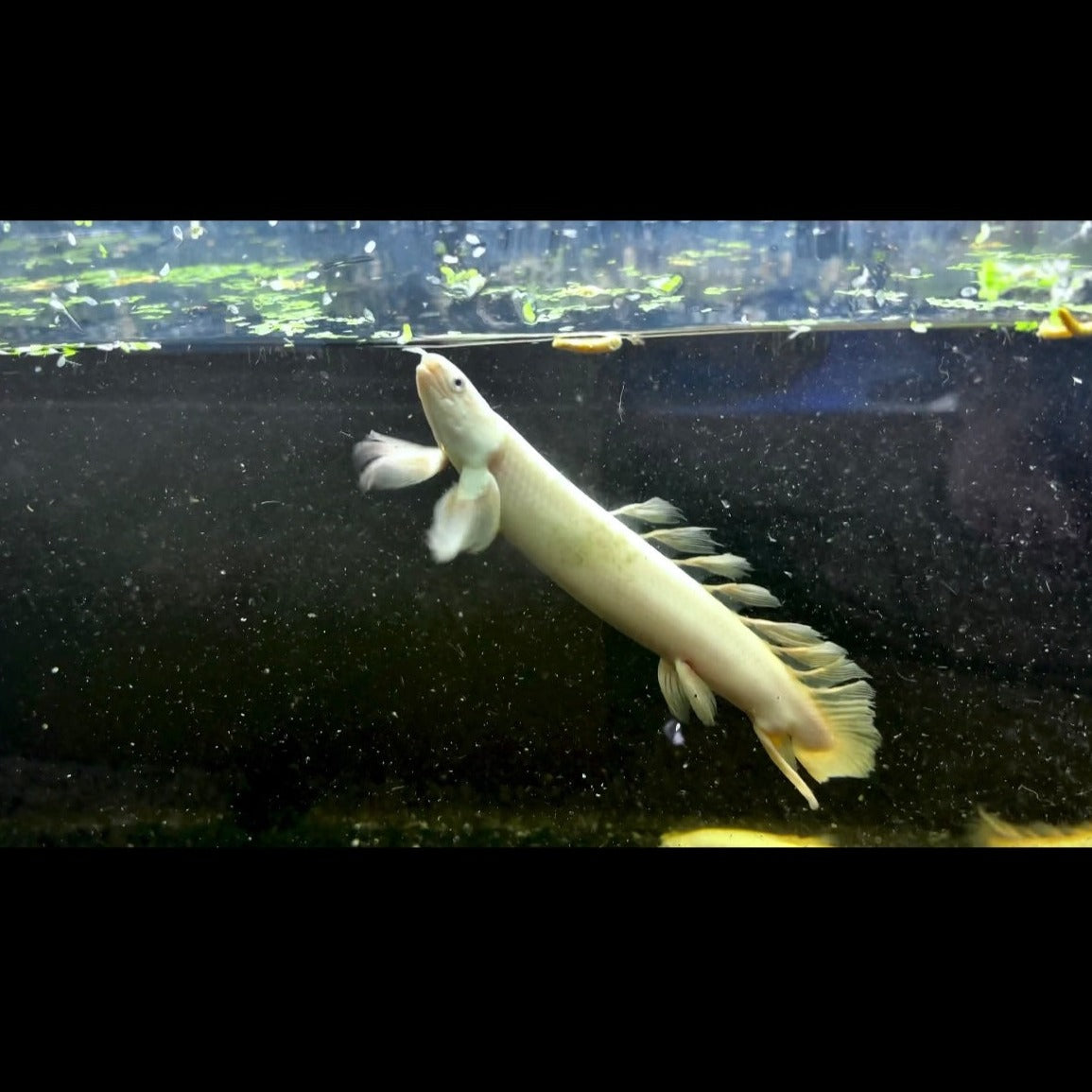 Platinum Longfin Senegalus Bichir 6-7” Grade A