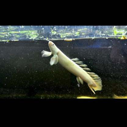 Platinum Longfin Senegalus Bichir
