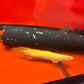 Semi Shortbody Golden Albino Longfin