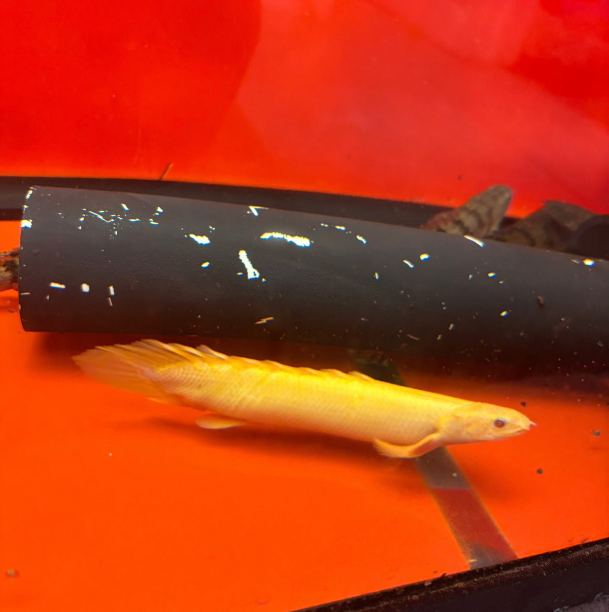 Semi Shortbody Golden Albino Longfin