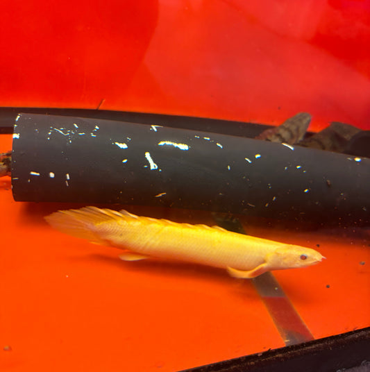 Semi Shortbody Golden Albino Longfin