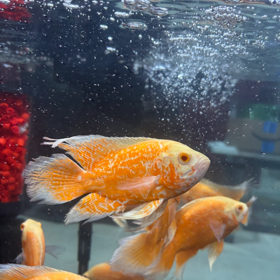 Orange Nemo Longfin Oscar