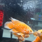 Orange Nemo Longfin Oscar