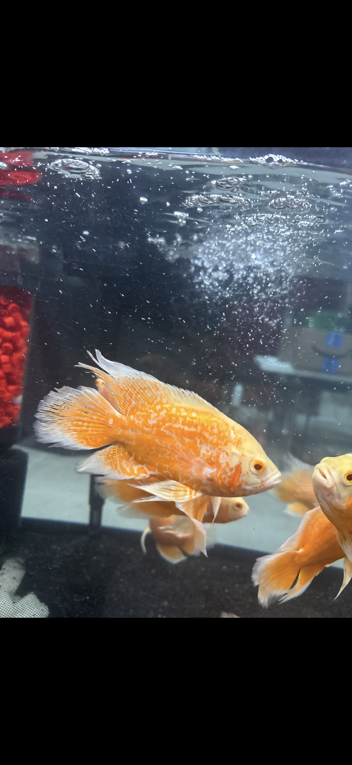 Orange Nemo Longfin Oscar