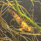 Xanthic marbled Senegal bichir resting among plant roots in an aquarium