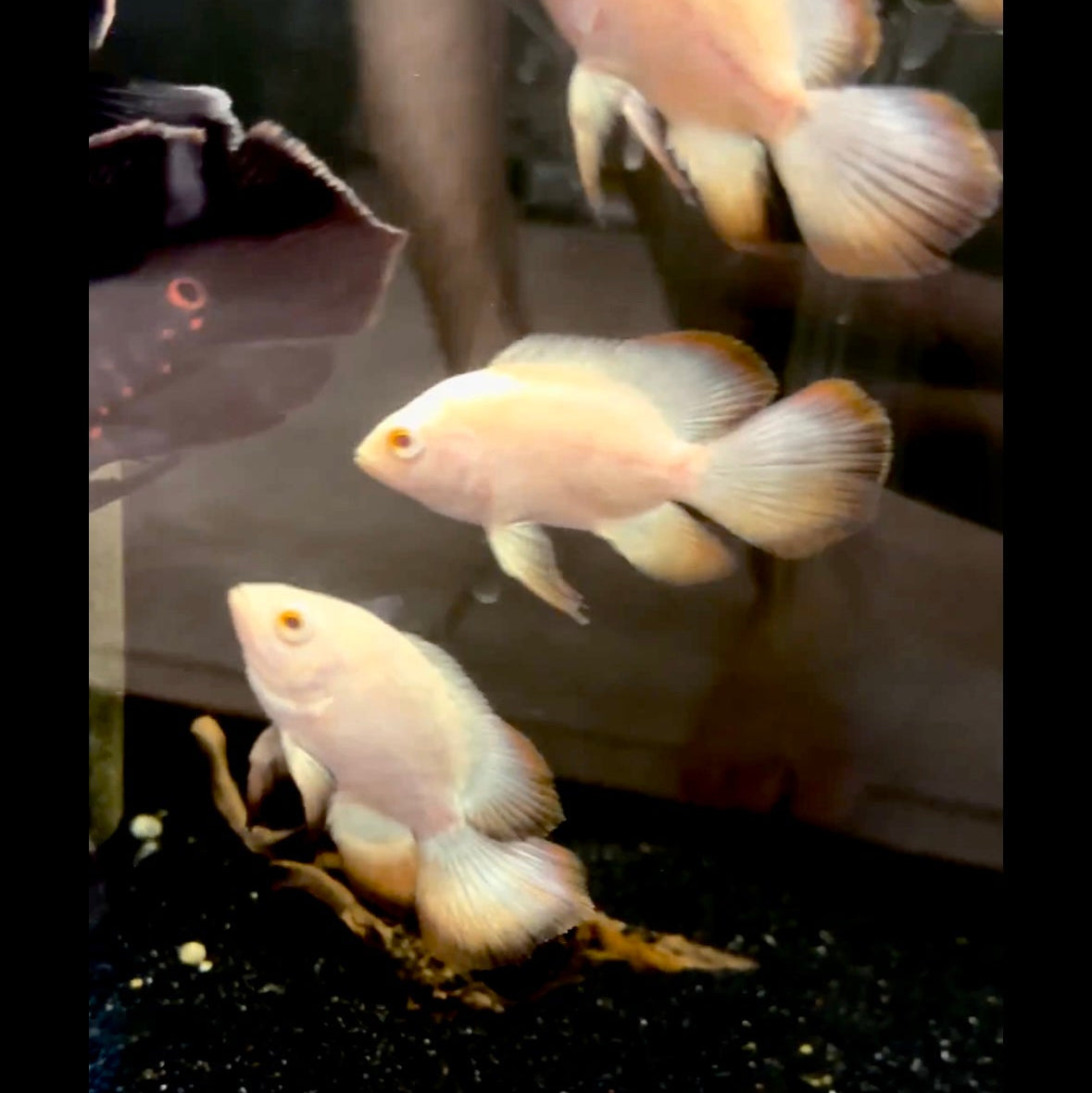 Platinum Designer Tip Longfin Oscar