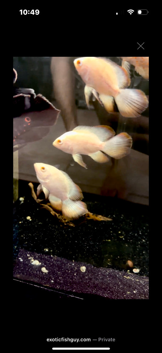 Platinum Designer Tip Longfin Oscar