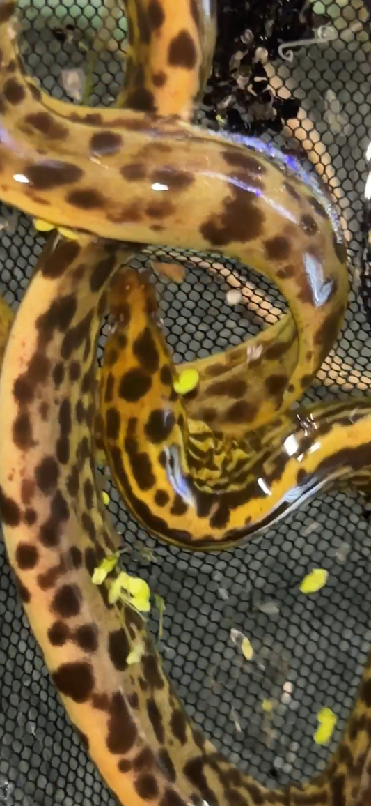 Freshwater Tiger Moray Eels 7-9"+ (Gymnothorax Polyuranodon)