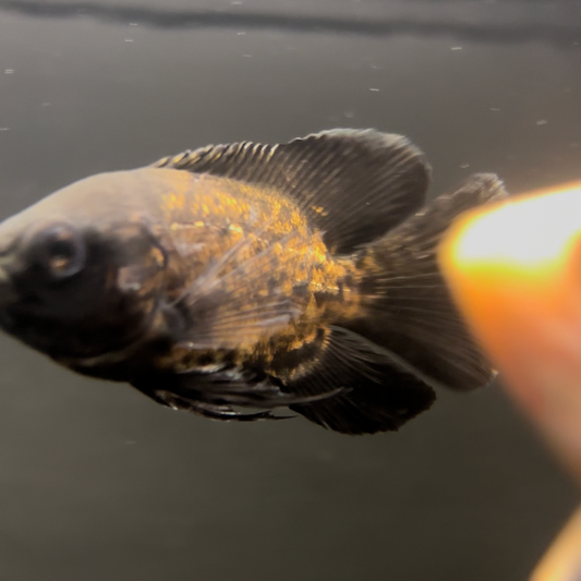 Longfin Copper Oscar