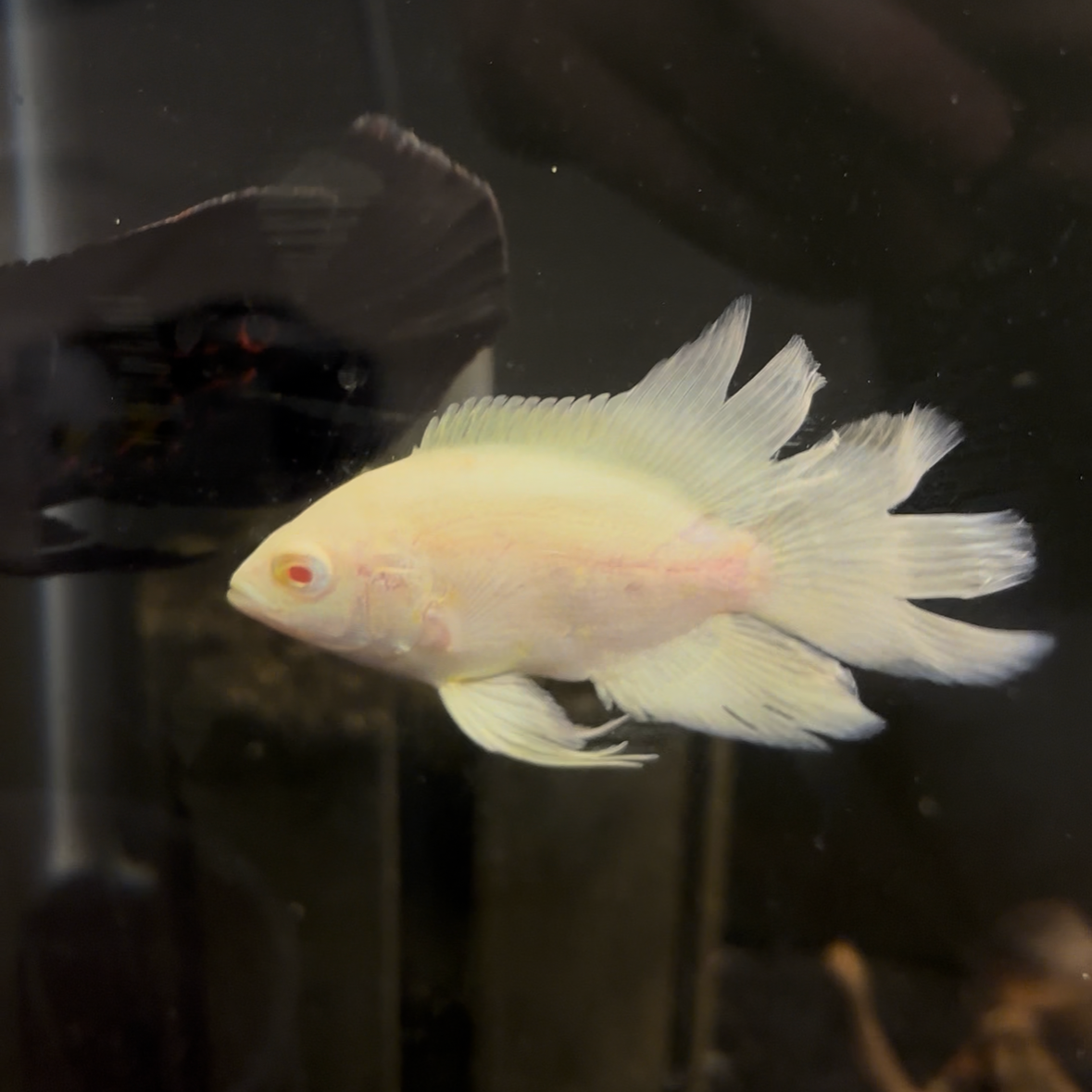 Snow White Longfin Oscar