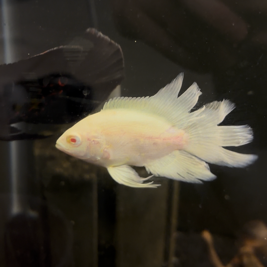 Platinum Longfin Oscar