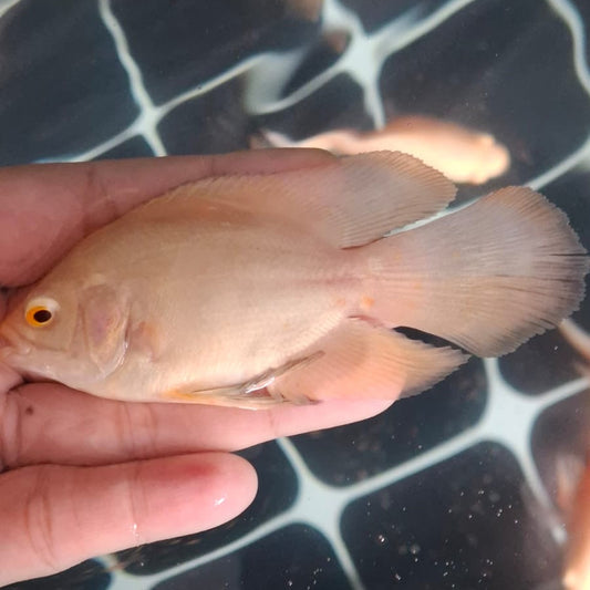 Platinum Designer Longfin Oscar