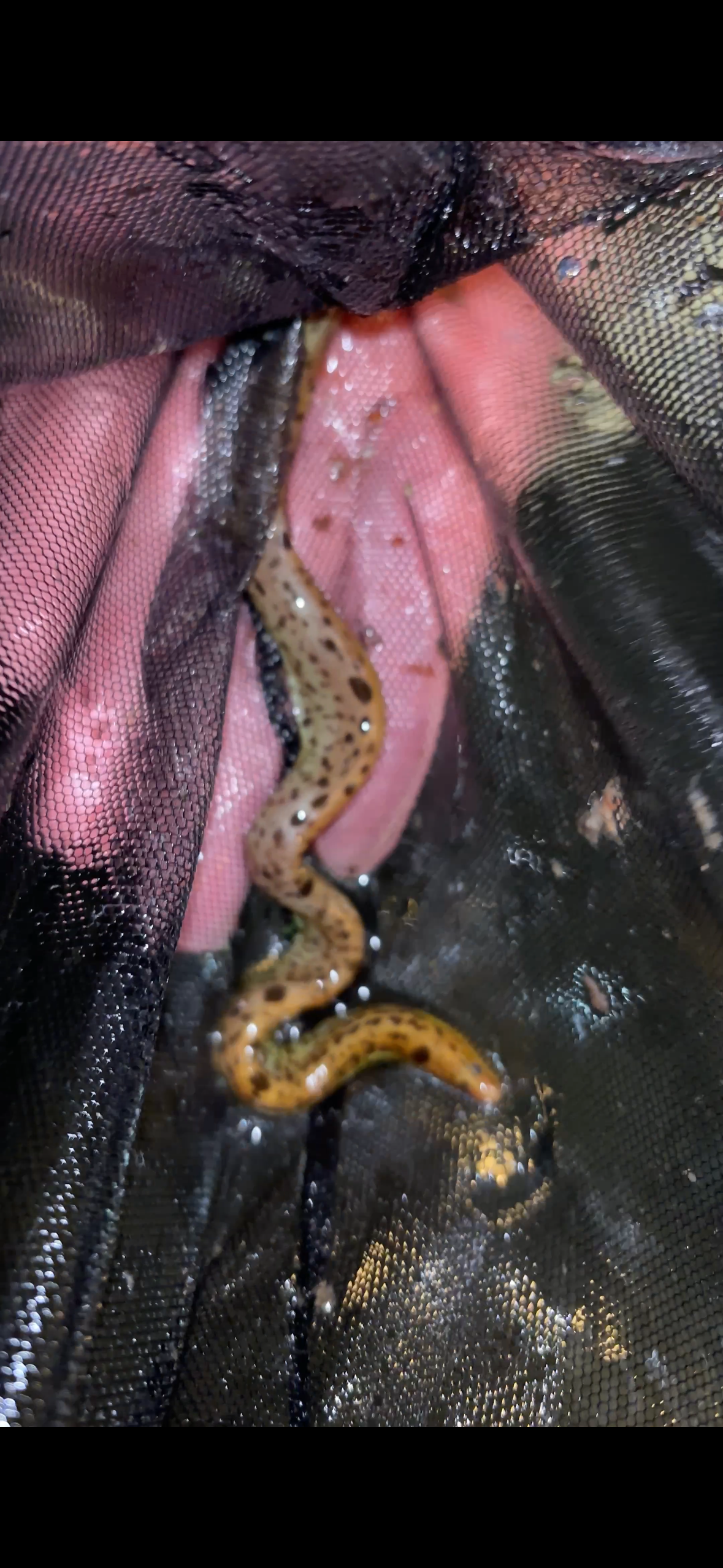 Freshwater Tiger Moray Eels 7-9"+ (Gymnothorax Polyuranodon)