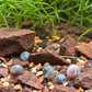 Assorted Ramshorn Snails