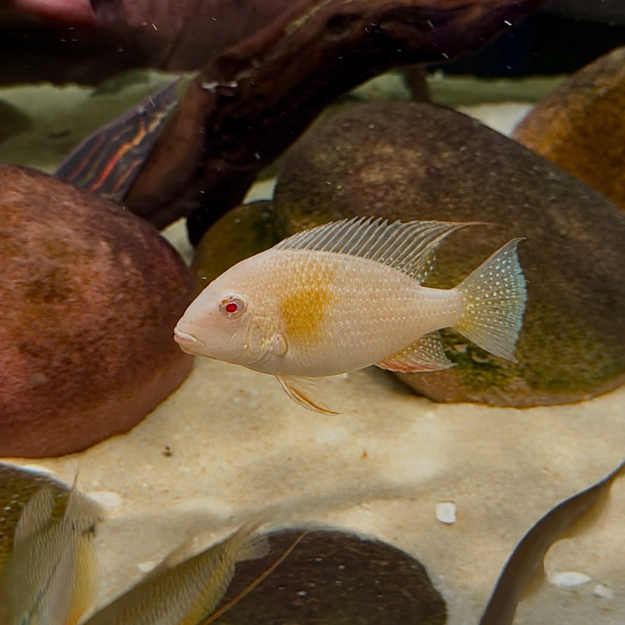 4–5 inch female Albino Threadfin Acara (Acarichthys heckelii)