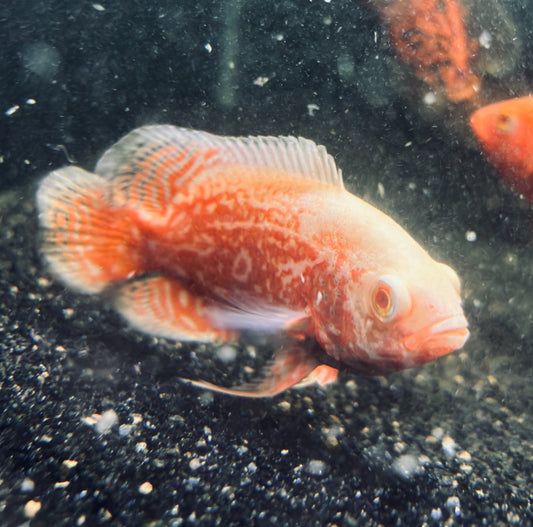 Albino Nemo Oscar Grade A 3”