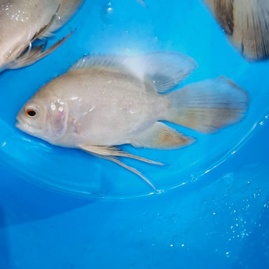 Platinum Designer Tip Longfin Oscar