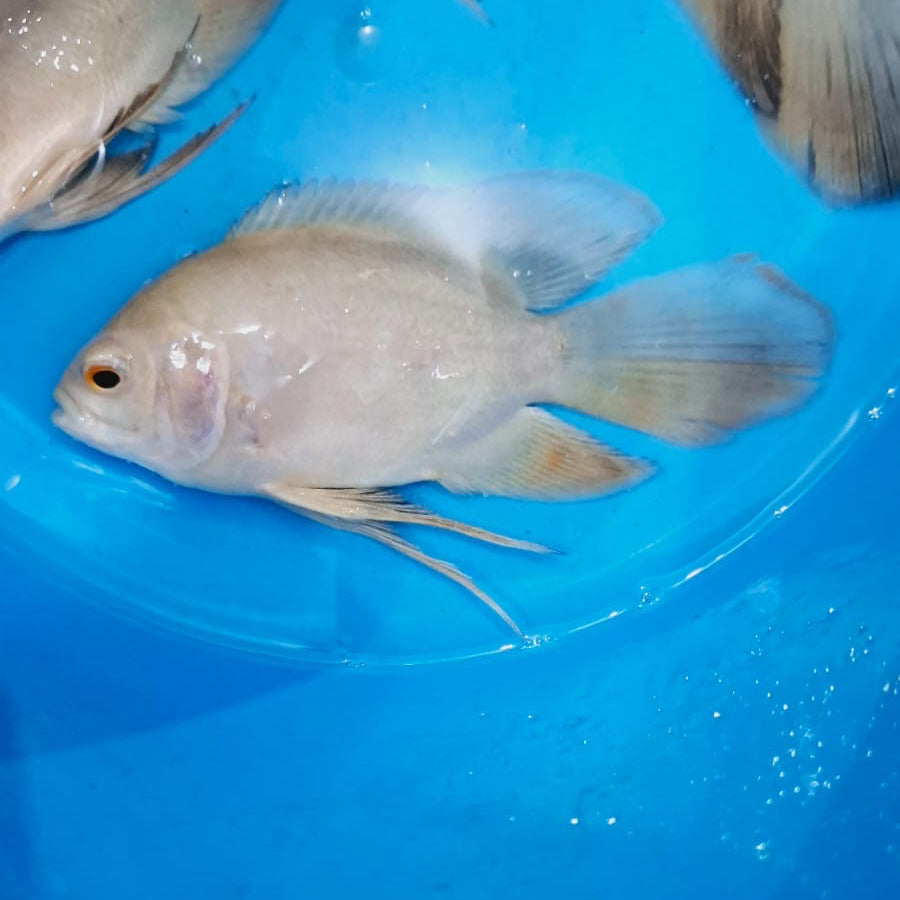 Platinum Designer Tip Longfin Oscar