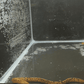 Juvenile freshwater tiger moray eel moving along the bottom of an aquarium