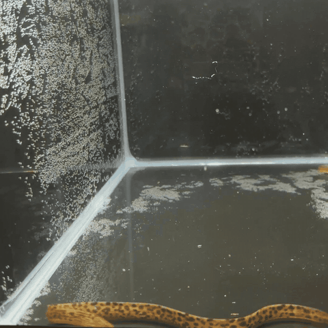 Juvenile 100% Freshwater Tiger Moray Eels (Gymnothorax Polyuranodon) 5-6”