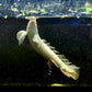 Large Platinum Longfin Senegalus Bichir 6.5-7” Grade