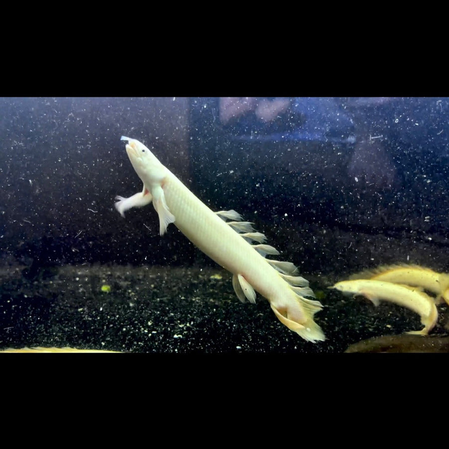 Platinum Longfin Senegalus Bichir
