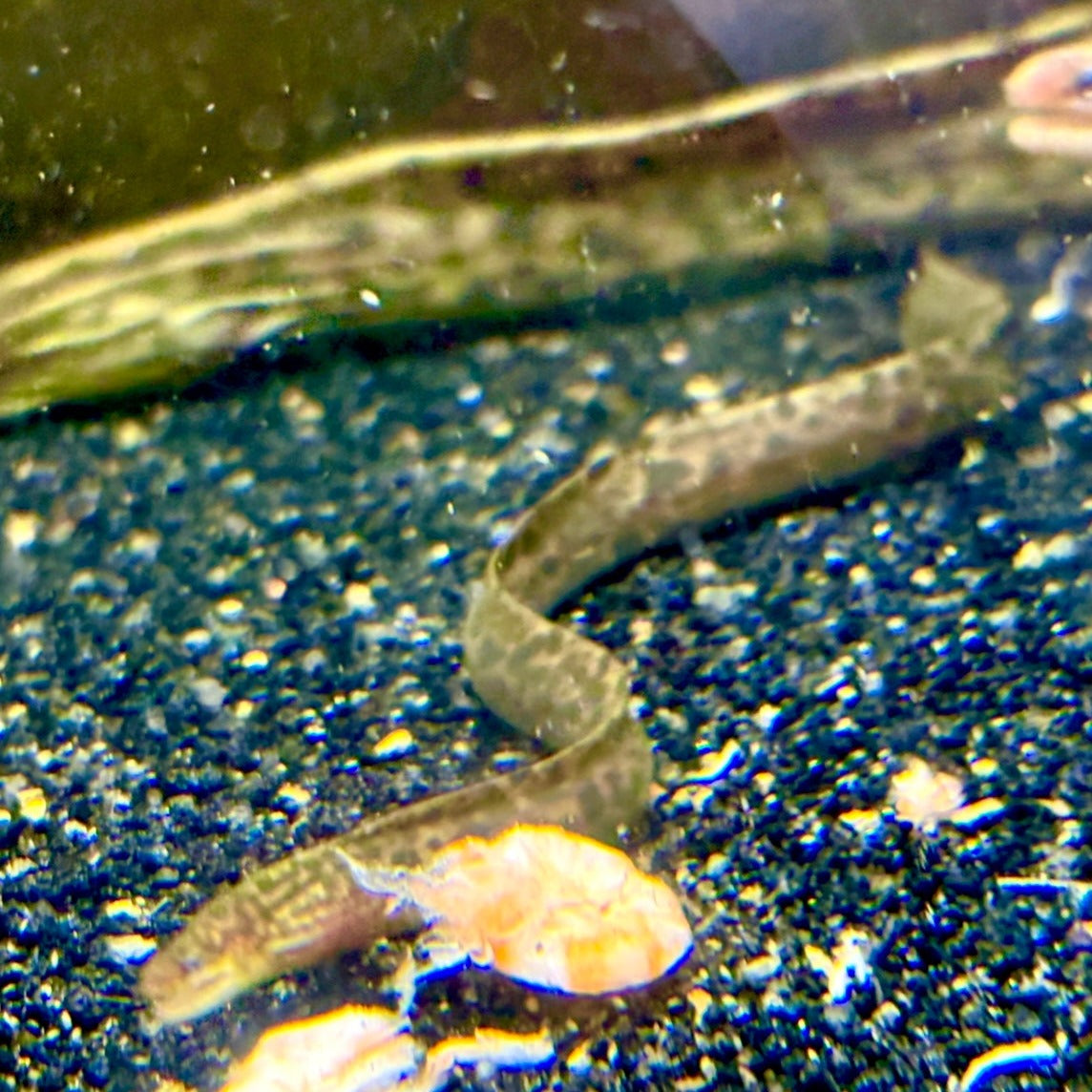 Baby Tiger Moray Eels (Gymnothorax Polyuranodon) 5-6”