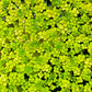 1 BIG Bagful Water Spangles Salvinia Minima Live Aquarium Plant