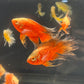 Longfin Chilli Red Oscar (Black Fin) SUPER RARE
