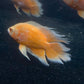 Orange Longfin Oscar
