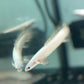 Platinum Longfin Senegalus Bichir