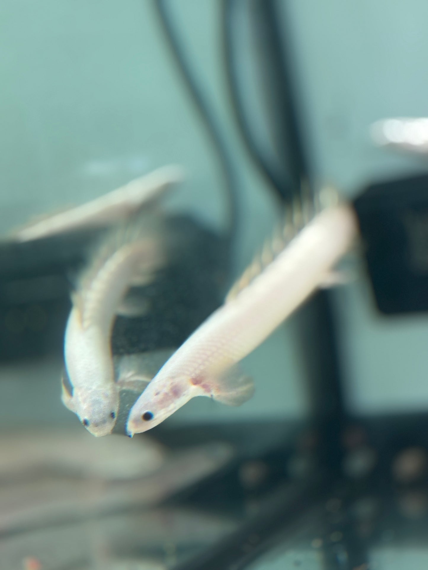 Platinum Longfin Senegalus Bichir