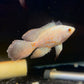 Albino Designer Tip Longfin Oscar