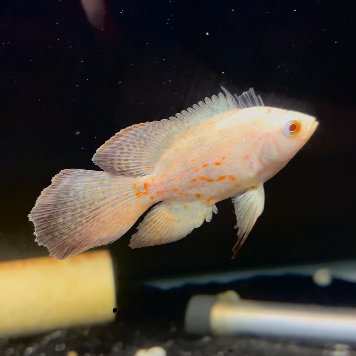 Albino Designer Tip Longfin Oscar