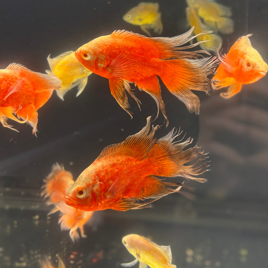 Longfin Red Chilli Oscar (SUPER RARE)