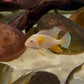 Albino Threadfin Acara