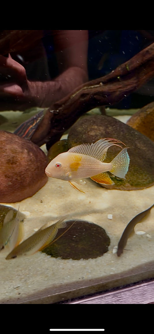 Albino Threadfin Acara