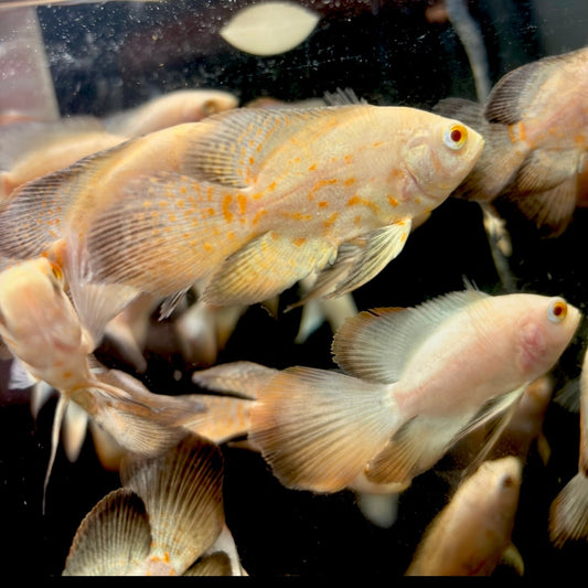 Albino Low Dot Designer Longfin Oscar