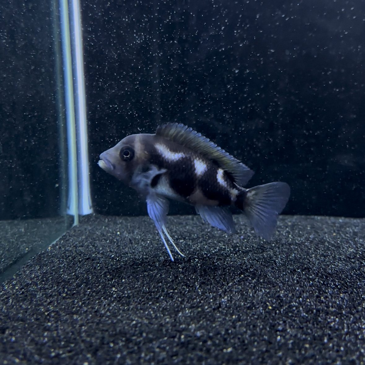 Black Widow Frontosa High Grade