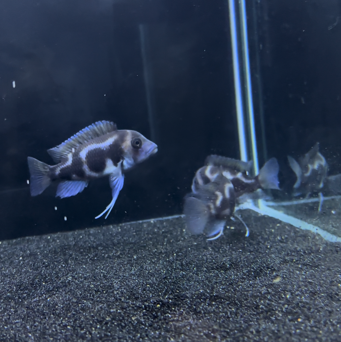 Black Widow Frontosa High Grade