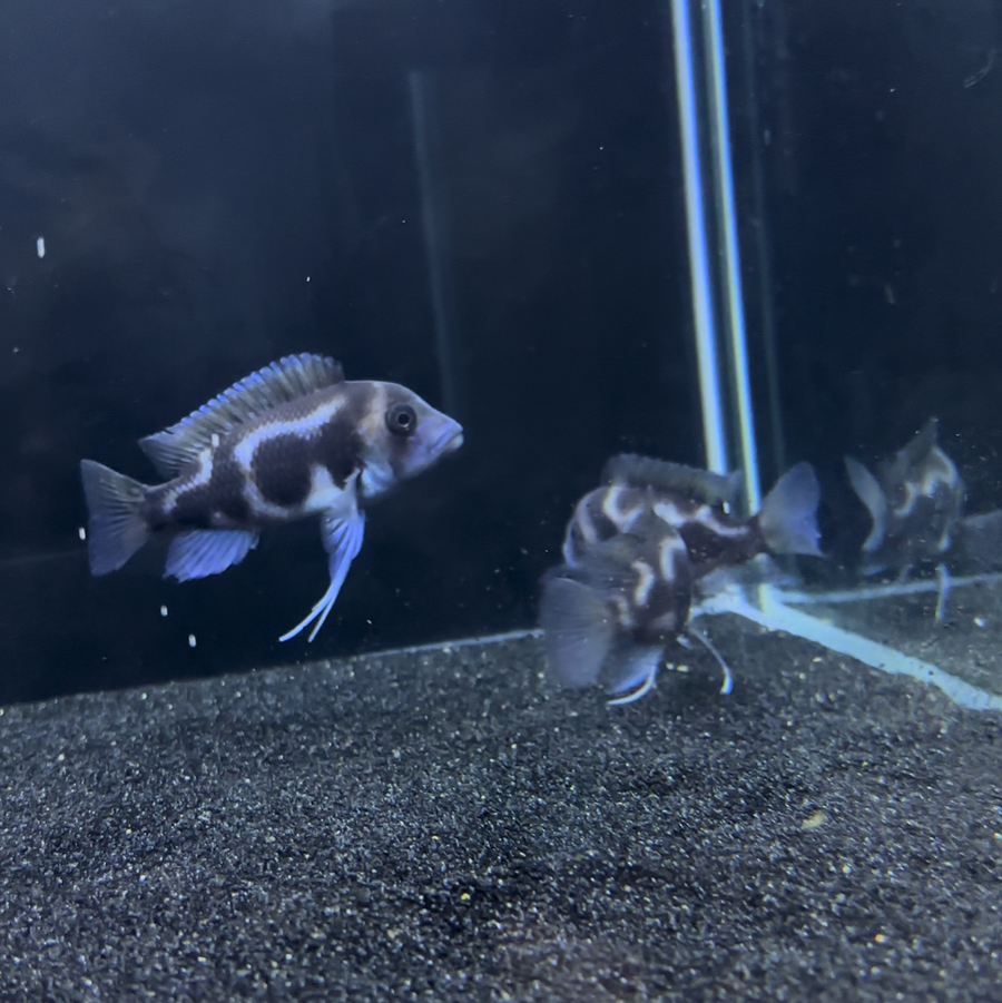 Premium Black Widow Frontosa