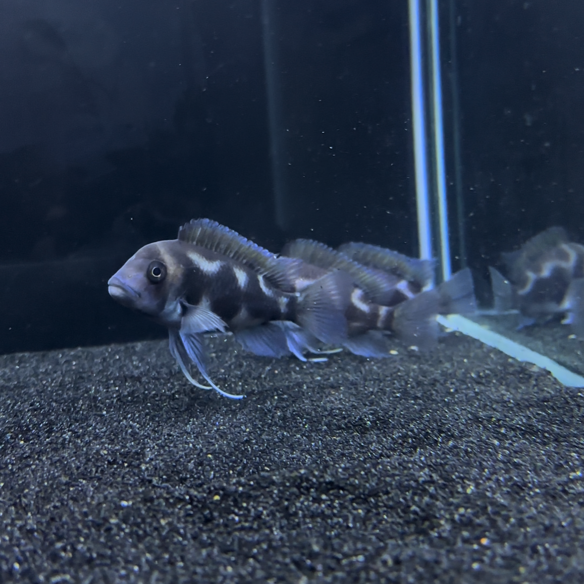 Black Widow Frontosa High Grade