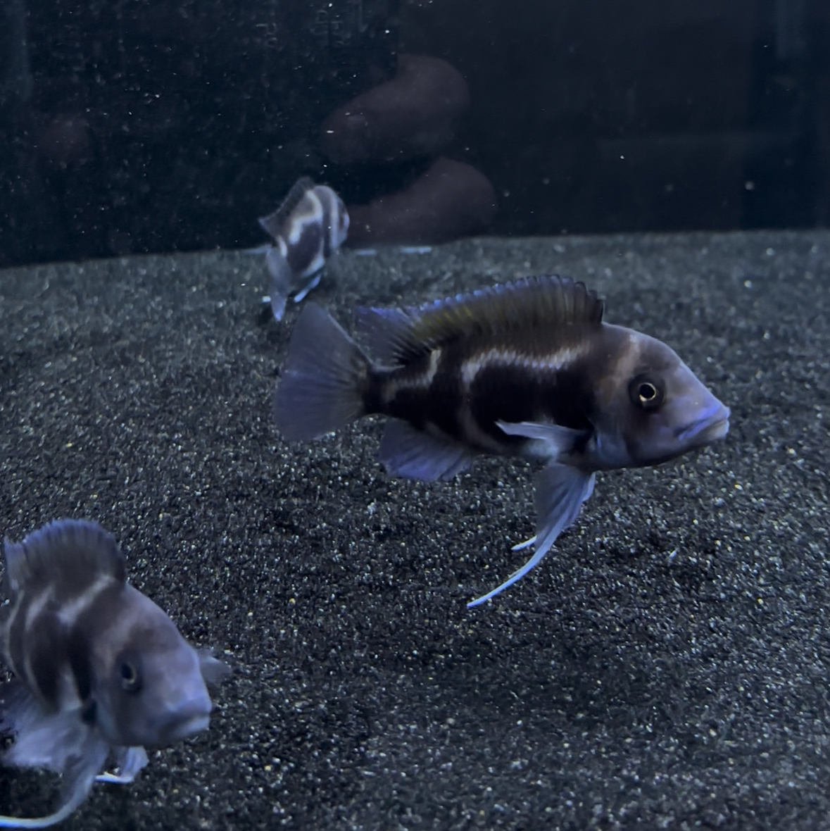 Black Widow Frontosa High Grade