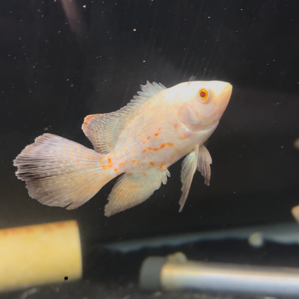 Albino Designer Tip Longfin Oscar
