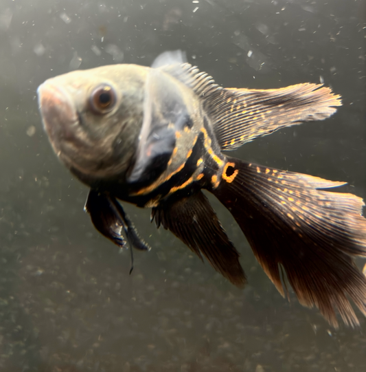 Tiger Black Longfin Oscar